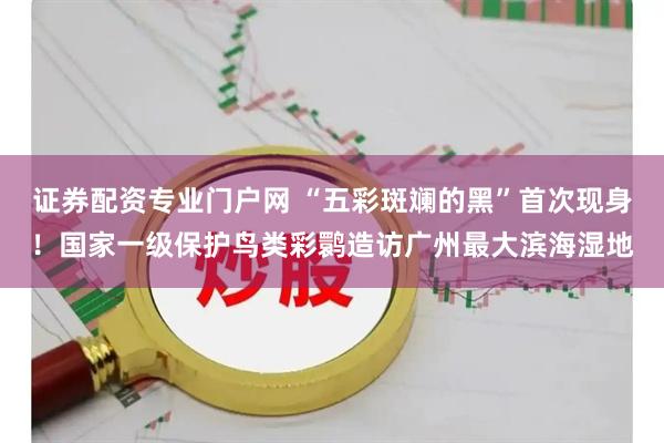 证券配资专业门户网 “五彩斑斓的黑”首次现身!国家一级保护鸟类彩鹮造访广州最大滨海湿地